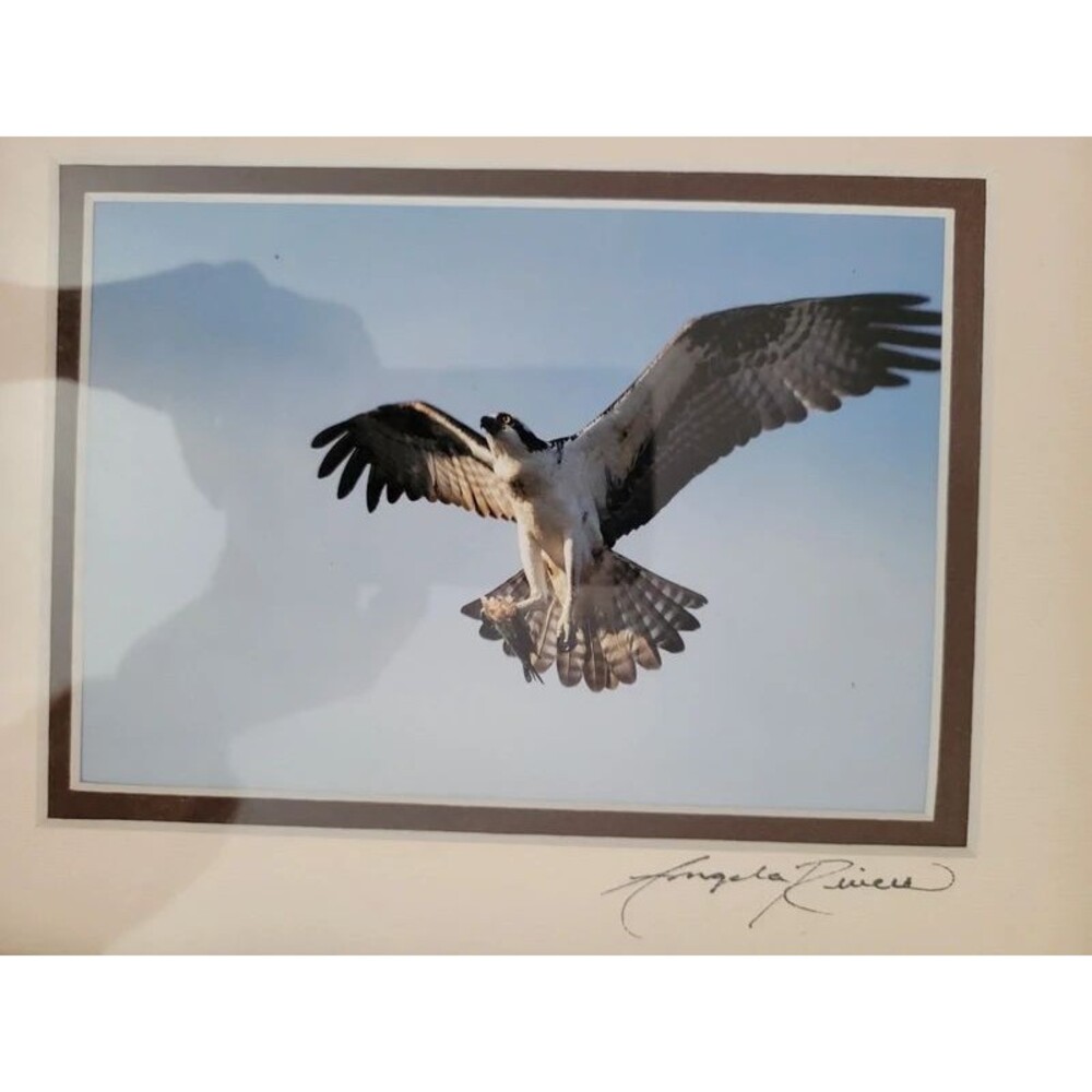 Artist signed framed glass matted Osprey photo